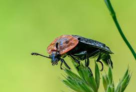 Attēlu rezultāti vaicājumam “Oiceoptoma thoracicum”