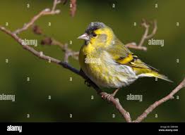 Attēlu rezultāti vaicājumam “Carduelis spinus male”