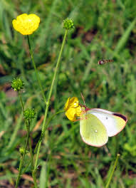Attēlu rezultāti vaicājumam “Colias palaeno male”