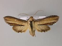 Attēlu rezultāti vaicājumam “Shargacucullia scrophulariae”