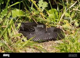 Attēlu rezultāti vaicājumam “Vipera berus adult”