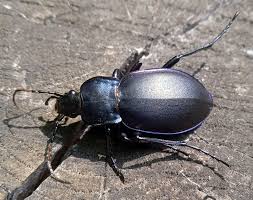 Attēlu rezultāti vaicājumam “Carabus violaceus”