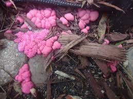 Attēlu rezultāti vaicājumam “Lycogala cf. oleocrystalliferum spores”