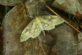 Attēlu rezultāti vaicājumam “Anania lancealis”