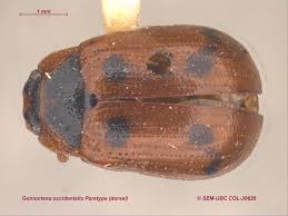 Attēlu rezultāti vaicājumam “Gonioctena”