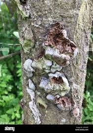 Attēlu rezultāti vaicājumam “Phellinus pomaceus”