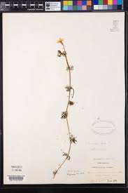 Attēlu rezultāti vaicājumam “Batrachium circinatum leaf”