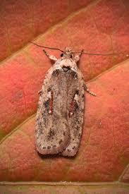 Attēlu rezultāti vaicājumam “Agonopterix ocellana”