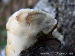 Attēlu rezultāti vaicājumam “Antrodiella semisupina”