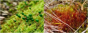 Attēlu rezultāti vaicājumam “Acaulon muticum sporophyte”