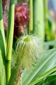 Attēlu rezultāti vaicājumam “Zea mays female flower”