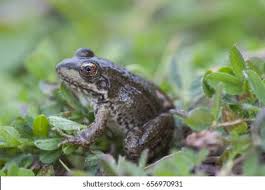 Attēlu rezultāti vaicājumam “Pelophylax adult”