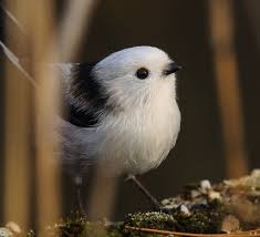 Attēlu rezultāti vaicājumam “Aegithalos caudatus”