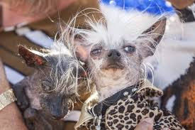 Image result for ugliest dog