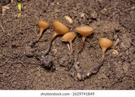 Attēlu rezultāti vaicājumam “Dumontinia tuberosa”