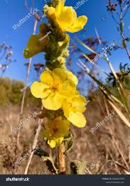 Attēlu rezultāti vaicājumam “Verbascum densiflorum bud”