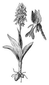 Attēlu rezultāti vaicājumam “Orchis militaris”