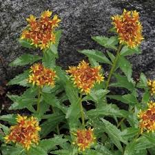 Attēlu rezultāti vaicājumam “Sedum aizoon flower”