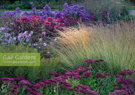 Attēlu rezultāti vaicājumam “Molinia caerulea flower”