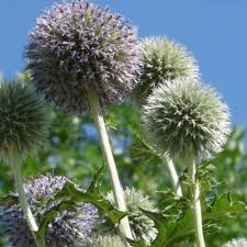 Attēlu rezultāti vaicājumam “Echinops sphaerocephalus leaf”