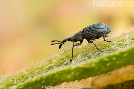 Attēlu rezultāti vaicājumam “Apion sp.”