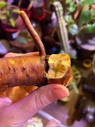 Attēlu rezultāti vaicājumam “Rumex crispus fruit”