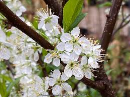 Attēlu rezultāti vaicājumam “Prunus (plum-tree) flower”