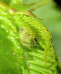 Attēlu rezultāti vaicājumam “Satyrium w-album underside”