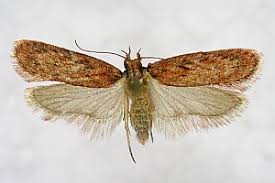 Attēlu rezultāti vaicājumam “Depressaria olerella”