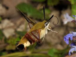 Attēlu rezultāti vaicājumam “Hemaris fuciformis”