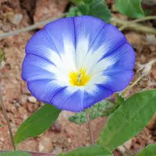 Image result for Convolvulus tricolor