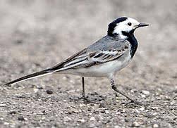 Attēlu rezultāti vaicājumam “Motacilla alba juvenile”