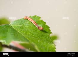 Attēlu rezultāti vaicājumam “Erannis defoliaria imago”