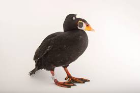 Image result for Melanitta perspicillata