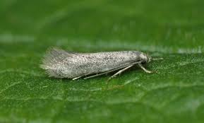 Attēlu rezultāti vaicājumam “Cephaloziella elachista”