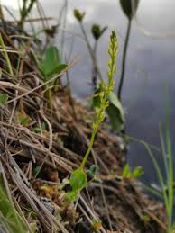 Attēlu rezultāti vaicājumam “Hammarbya paludosa leaf”