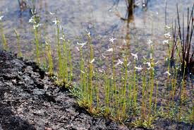 Attēlu rezultāti vaicājumam “Lobelia dortmanna flower”