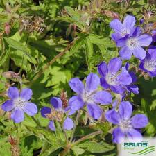 Attēlu rezultāti vaicājumam “Geranium sylvaticum leaf”