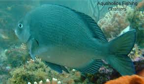 Image result for Pachymetopon grande