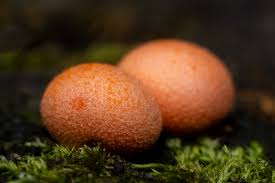 Attēlu rezultāti vaicājumam “Lycogala cf. fossiculatum macro”