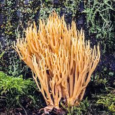 Attēlu rezultāti vaicājumam “Ramaria stricta”