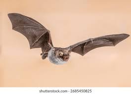 Attēlu rezultāti vaicājumam “Myotis nattereri”