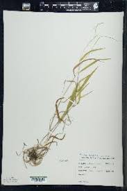 Attēlu rezultāti vaicājumam “Cinna latifolia”