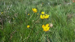 Attēlu rezultāti vaicājumam “Ranunculus polyanthemos”