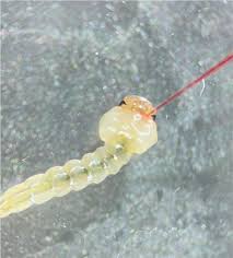 Attēlu rezultāti vaicājumam “Culex pipiens larva”