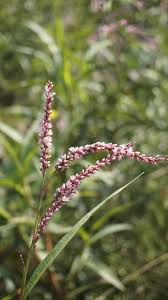 Attēlu rezultāti vaicājumam “Persicaria hydropiper”