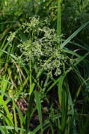 Attēlu rezultāti vaicājumam “Scirpus sylvaticus fruit”