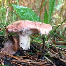 Attēlu rezultāti vaicājumam “Russulales”