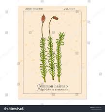 Attēlu rezultāti vaicājumam “Polytrichum commune sporophyte”