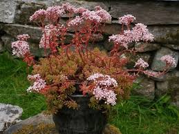 Image result for Sedum album `Coral Carpet`